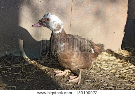 The Musky Duck
