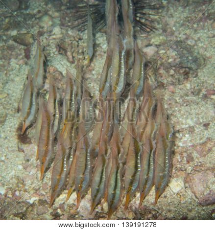 closed up the group of razorfish in Myanmar divesite
