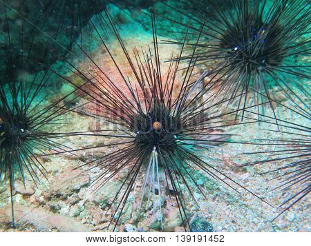closed up the sea urchin in Myanmar divesite