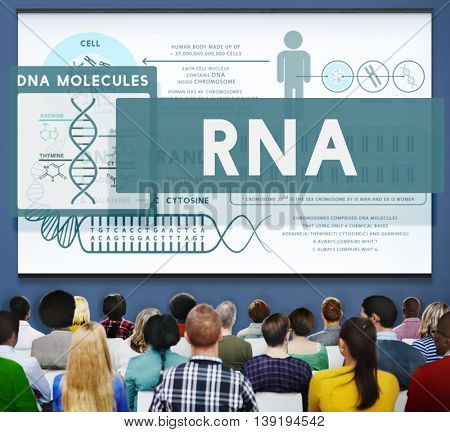 RNA Ribonucleic Physical Molecule Evolution Concept