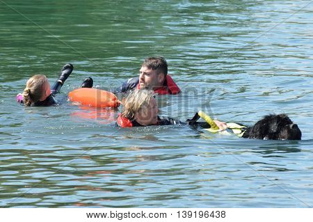 Blackwater Country Fare MALDON ESSEX UK 22 June 2014: Newfoundland Dog in Mock Rescue