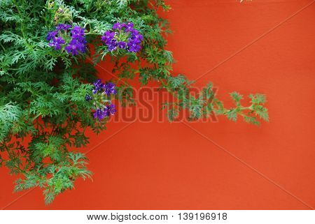 beautiful flower on a vivid color background.