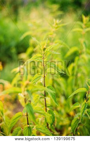 The Twigs Of Wild Plant Nettle Or Stinging Nettle Or Urtica Dioica In Summer Spring Meadow Field At Sunset Sunrise. Close Up.