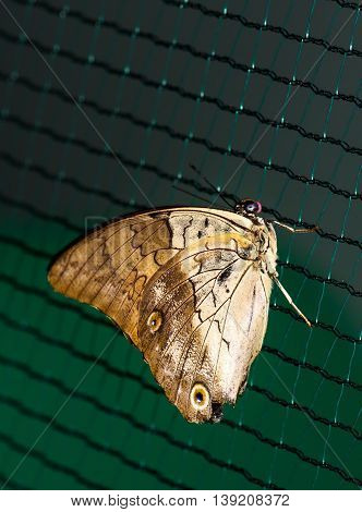 Close up photo of big brown butterfly stand on a grid.