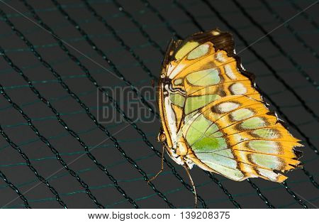 Close up photo of big brown butterfly with green dots on yellow wings stand on a grid.