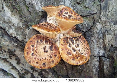 Mushroom on the tree in spring. Photo taken on: April 22 Friday, 2016