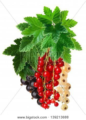 Clusters (bunches) Of Red,white And Black Currants Together