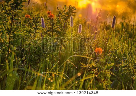 Thick Morning Fog In The Summer Forest