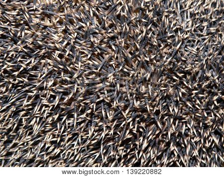 spicate urchin spines taking pictures up close