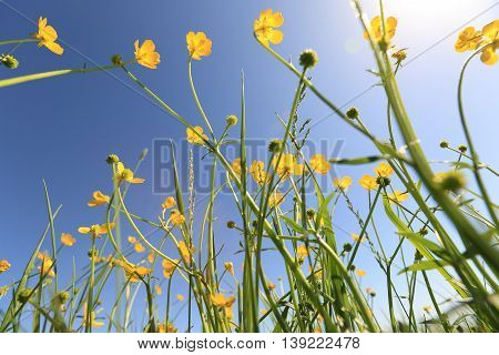beautiful globeflowers and green grass under blue sky