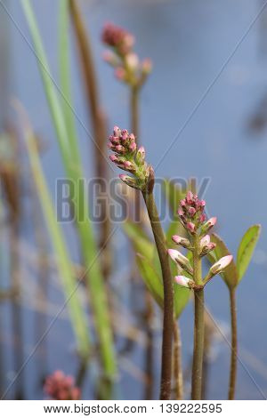 Unopened Blossom Buds Of Bogbean (menyanthes Trifoliata)