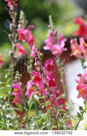 Snap dragon flower Antirrhinum majus blooming in garden