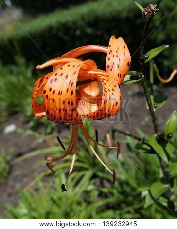 One lily davidii orange flowers on a sunny day.