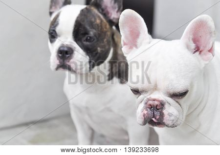 absent minded French bulldog on the floor