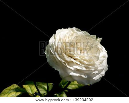 close up shot of a whitel rose