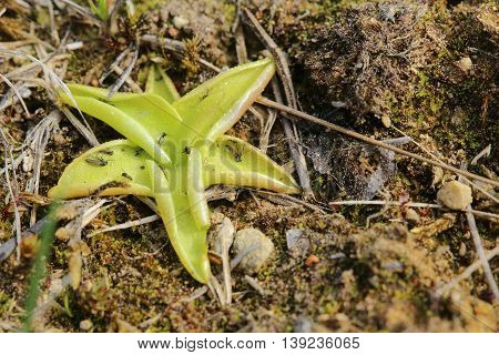 Pinguicula Vulgaris, The Common Butterwort, On The Ground