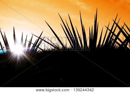 Agave tequila landscape to Guadalajara Jalisco Mexico.
