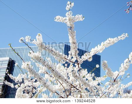 Cherry Blossom branchs in Tysons Corner near Washington DC 1 April 2010 USA