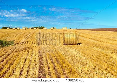Stacks Of Straw - Bales Of Hay, Rolled Into Stacks