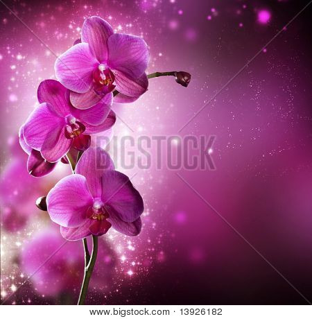 Orchidee Blume entwerfen