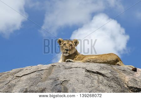 Female lion resting on the rock in Serengeti Tansania