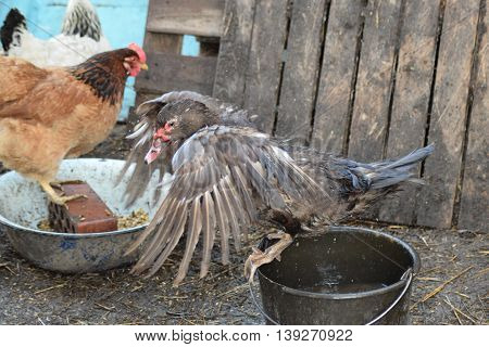Musky Duck Bathes In A Bucket Of Water.
