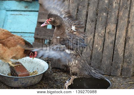 Musky Duck Bathes In A Bucket Of Water.