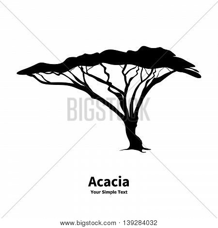 Vector illustration silhouette of an acacia tree. African wood isolated on white background.