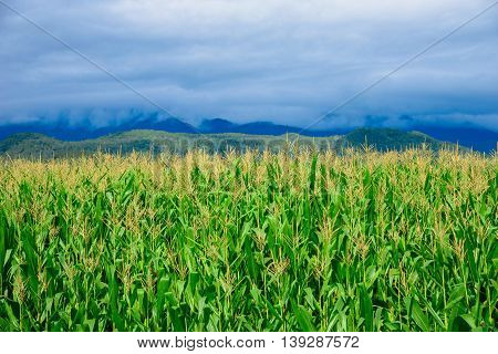 Corn Fields On Mountain Under Rain Cloud.