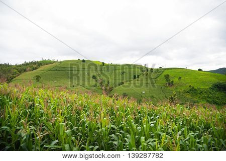 Corn Fields On Mountain Under Rain Cloud.