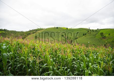 Corn Fields On Mountain Under Rain Cloud.