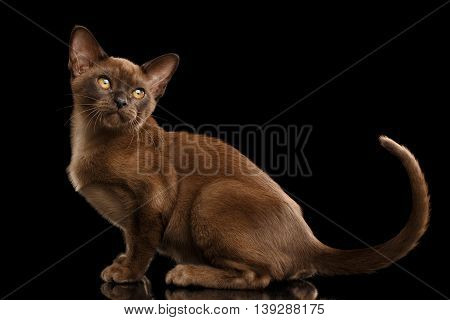 Little Burma Kitty Sitting and show his tail, Chocolate Fur, Isolated Black Background, Side view