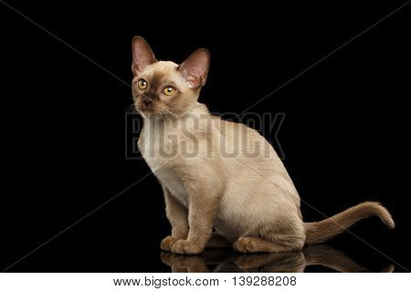 Cute Burma Kitty Sitting and show his tail, Isolated Black Background, Side view