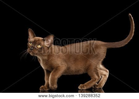 Hunting little Burma Kitty Walking and show his Chocolate Fur, Isolated Black Background, Side view