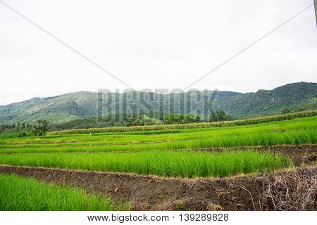 Blue Sky And Green Terraced Rice Field In Pa Bong Piang Chiangmai, Thailand