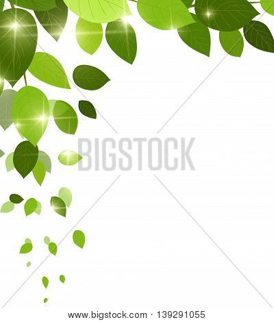 Summer branch with fresh green leaves background