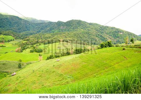 Blue Sky And Green Terraced Rice Field In Pa Bong Piang Chiangmai, Thailand