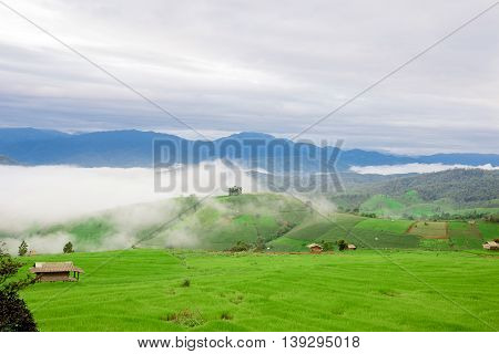 The Hut In The Green Rice Field On The Mountain With Morning Mist