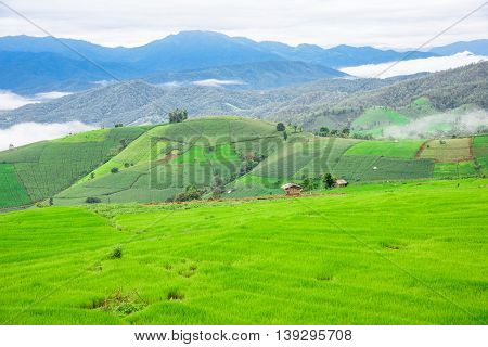 Blue Sky And Green Terraced Rice Field In Pa Bong Piang Chiangmai, Thailand