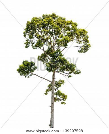 the green tree isolated on white backgroup