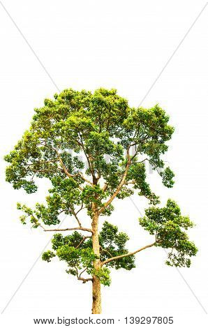 the green tree isolated on white backgroup
