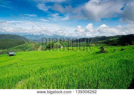 Blue Sky And Green Terraced Rice Field In Pa Bong Piang Chiangmai, Thailand