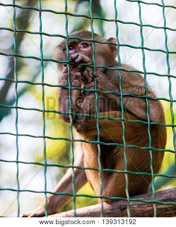 young animal monkey baboon sitting in cage