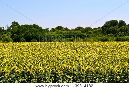 A field of sunflowers near the forest belt. Aksayskiy district, Rostov region.  Photo taken on: July 13 Wednesday, 2016