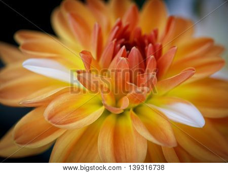 Closeup of a Beautiful Dahlia Flower - Warm Autumn Colorspace