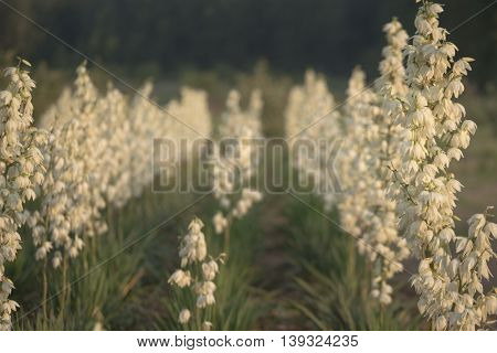 Yucca Filamentosa Is A Species Of Flowering Plant In The Family Asparagaceae. In The Soft Evening Li
