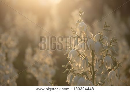 Yucca Filamentosa Is A Species Of Flowering Plant In The Family Asparagaceae. In The Soft Evening Li