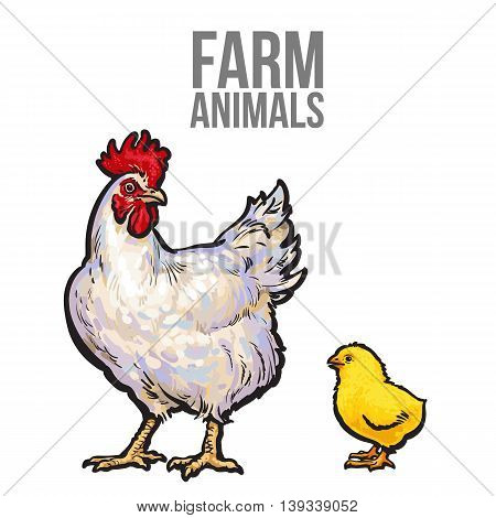 white with yellow chicken, sketch hand-drawn illustration isolated on white background, chicken mom and baby chick, farm bird family, bird farm