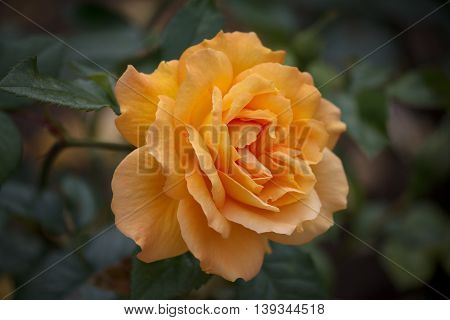 Closeup of a Beautiful Rose - Warm Orange Colorspace