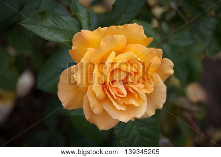 Closeup of a Beautiful Rose - Warm Orange Colorspace